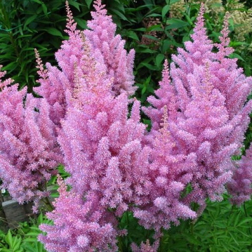 АСТИЛЬБА Америка Разбор 2/3 n Кол-во упак., шт 1