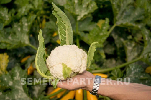 Капуста цветная Смилла - Партнер фото 2