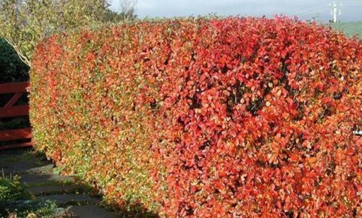 Кизильник блестящий 60-70см - 1000корней фото 4