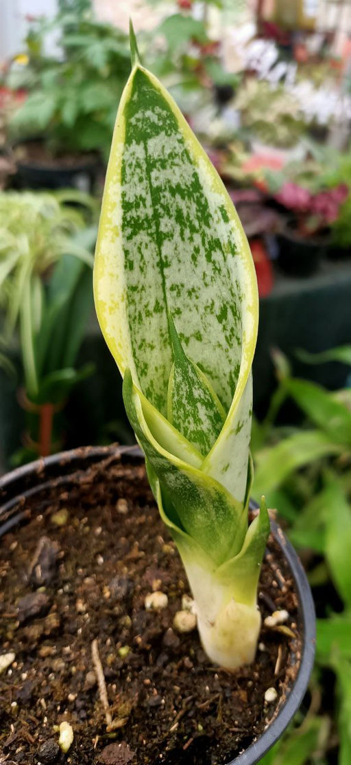 скрыт Сансевиерия Футура суперба Горшок 0,4 - 1000корней фото 4