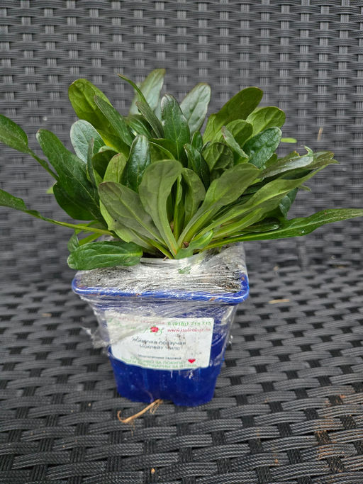 Живучка ползучая Чоклейт Чипс