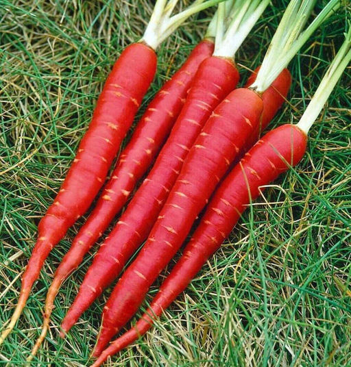 Морковь Атомик ред