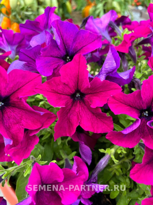 Петуния Сауэр Бургунди кустовая крупноцветковая - Партнер фото 3