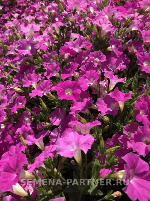 Петуния МиМи Николь каскадная византийский розовый - Партнер фото 5