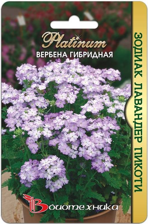 Вербена гибридная Зодиак Лавандер Пикоти