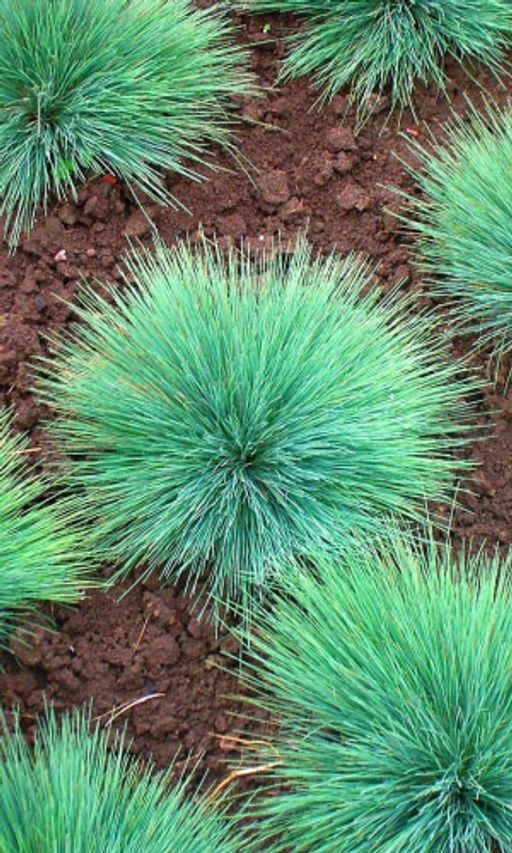 Овсяница сизая голубая кочка