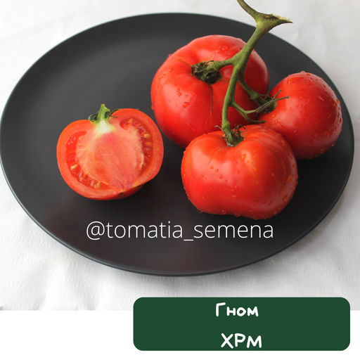 Гном ХРМ - Tomatia фото 2