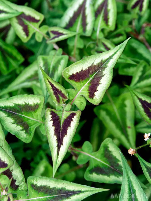 Персикария Горец Purple Fantasy (Мелкоголовая) - Голландские луковицы фото 3