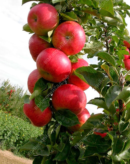 Яблоня колоновидная Кумир