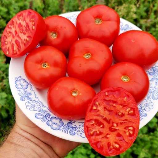Помидоры Монгольский Карлик - Mongolian Dwarf Tomato