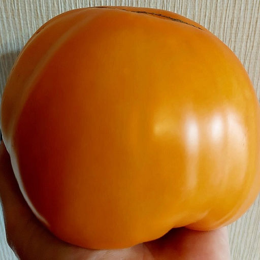 7053T Томат Нейфан 10шт