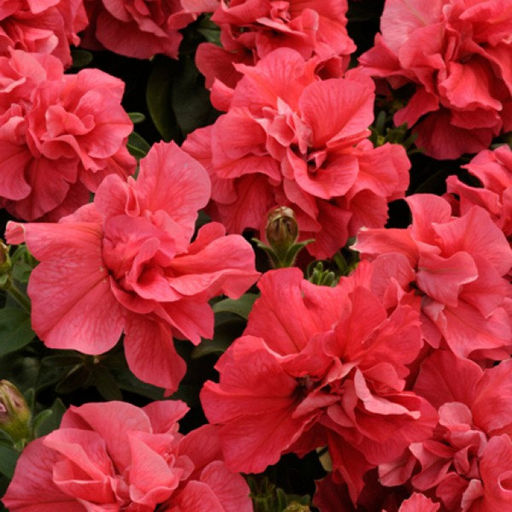 5244D Петуния Дуо Салмон 5шт