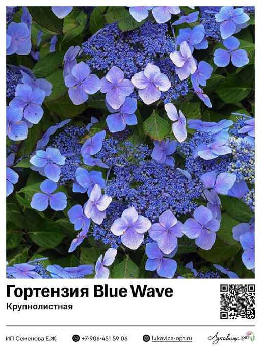 Гортензия крупнолистная Blue Wave (Блю Вейв)