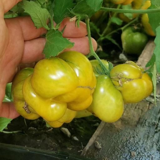 Помидоры - Второй Фила - Phil's Two Tomato