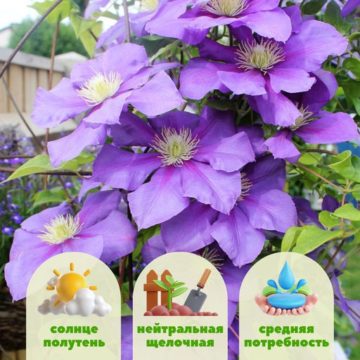 Клематис Генерал Сикорский - Долина роз фото 2