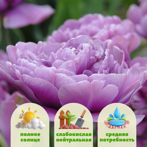 Тюльпан Лилак Перфекшн