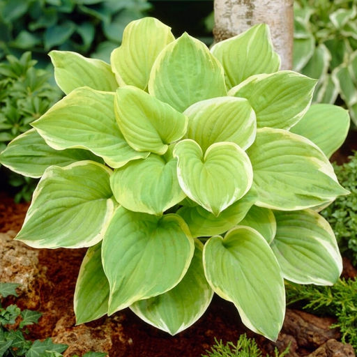 Хоста Фрагрант Букет - Долина роз фото 3