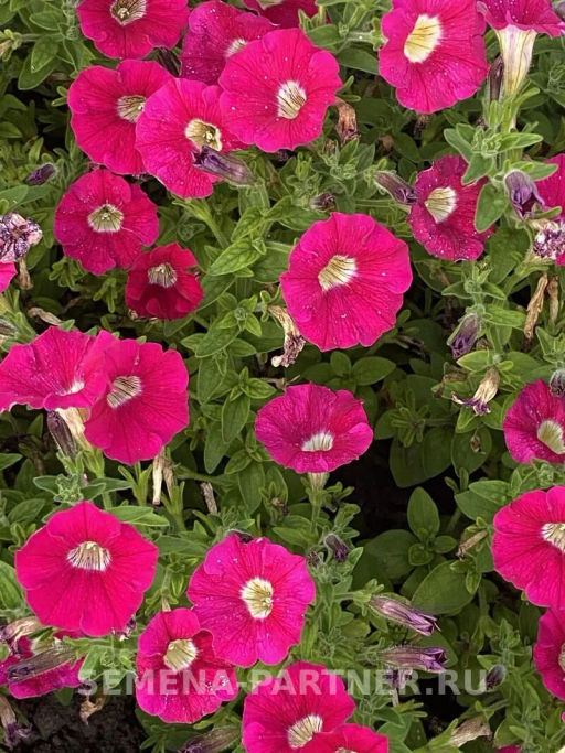 Петуния Ма Шери Фиона полуампельная глубокий розовый - Партнер фото 6