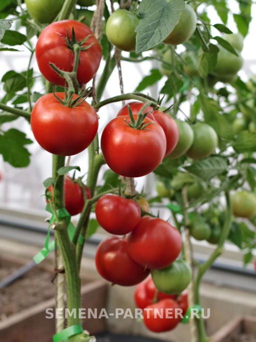 Томат Прекрасная Леди F1 - Партнер фото 7