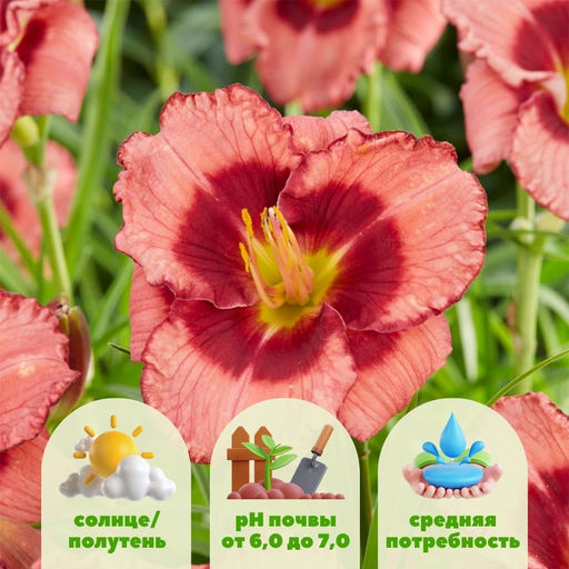 Лилейник Дан Махони - Долина роз фото 2