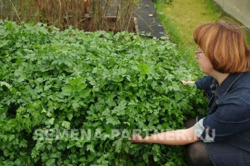 Петрушка листовая Итальянский гигант - Партнер фото 3