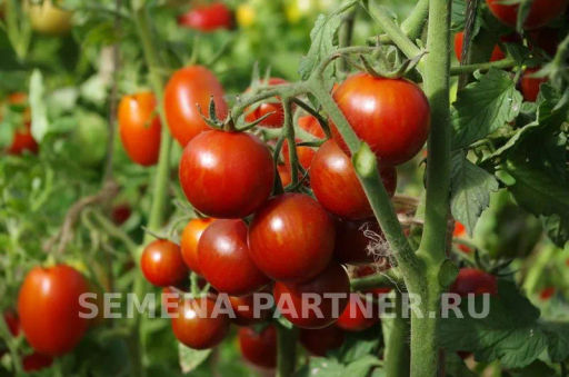 Томат Бурый Коктейль - Партнер фото 6