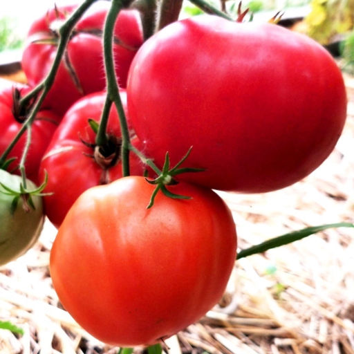 Помидоры Первая Любовь - First Love Tomato - Дом помидоров фото 2