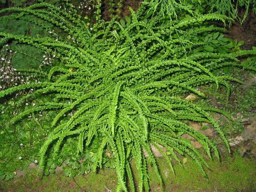 Кочедыжник Frizelliae (Женский) - Голландские луковицы фото 2