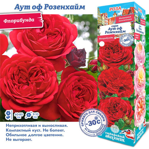 Роза Аут оф Розенхайм (Флорибунда) 1шт