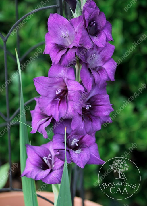 ГЛАДИОЛУС Тв36502 Разбор 10/12 Кол-во упак., шт 10