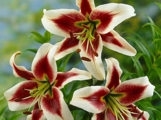 Лилия Беверли Дримс - Долина роз фото 3