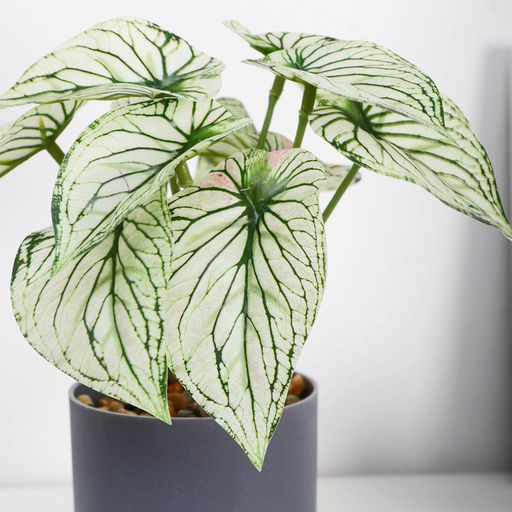 Искусственный цветок в горшке «Каладиум расписной», 7.5×15 см