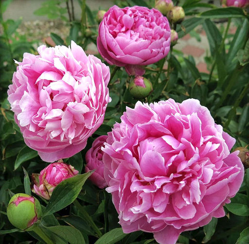 ПИОН Джакорма Разбор 2/3 n Кол-во упак., шт 1