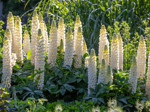 Люпин Ноблмейден