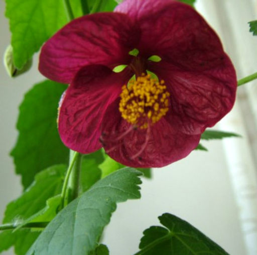 Абутилон (комнатный клён) пересорт, цветы розовые, бордовые, оранжевые)