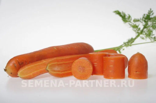Морковь Дарина - Партнер фото 5