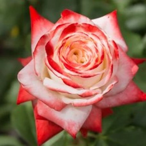 Роза чайно-гибридная Имератрица Фарах