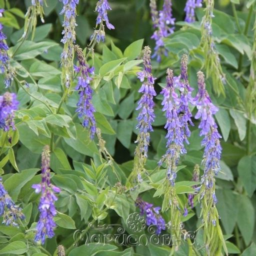 2 шт. Галега лекарственная (козлятник), (трава) - Мариславна фото 2