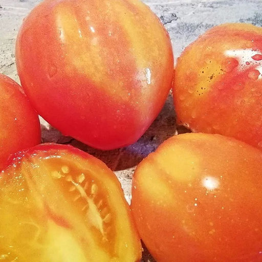 7118T Томат Козула 141 10шт