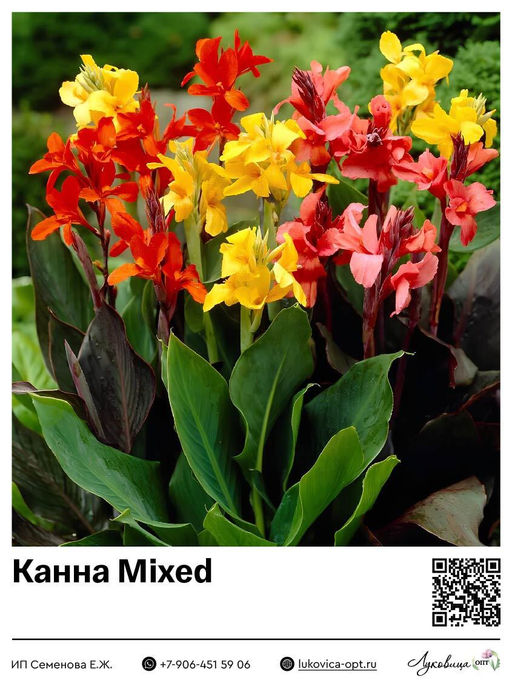 Канна Mixed