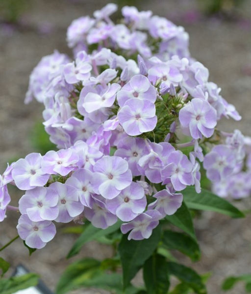 Флокс Katherine (Метельчатый) - Голландские луковицы фото 2