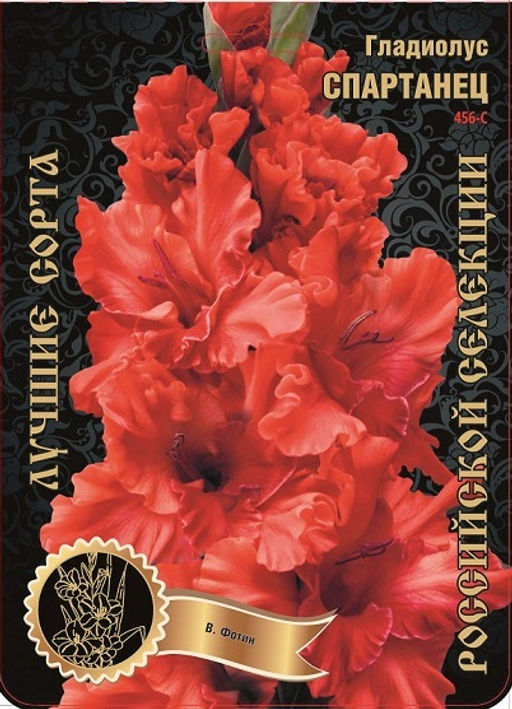 Гладиолус Спартанец 456,Фотин 1 р-р 7шт (Ф)