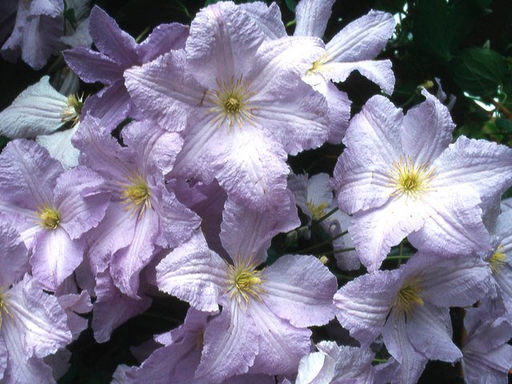 Клематис Blue Angel (Блю Ангел) - Долина роз фото 2