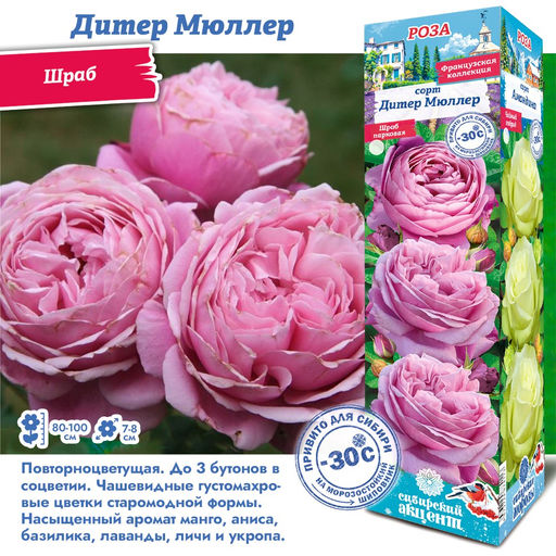 Роза Дитер Мюллер (Шраб) 1шт