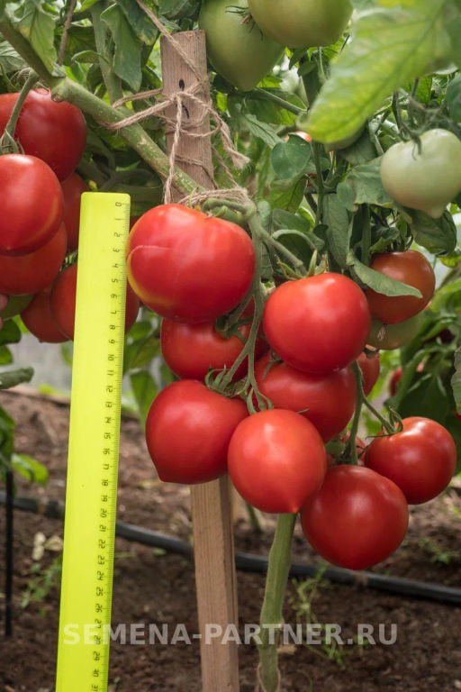 Томат Антюфей - Партнер фото 6