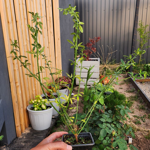 Жасмин голоцветковый