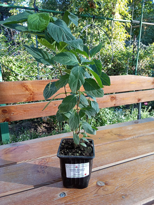 Гортензия метельчатая Коттон Крим