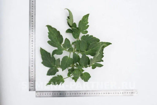 Томат Мечталин - Партнер фото 5