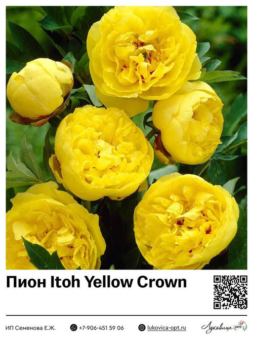 Пион Itoh Yellow Crown