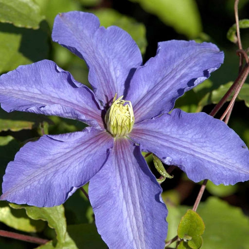 Клематис Лазурштерн - Долина роз фото 3